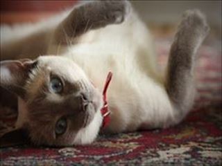 ゲージや共用する生活空間の安全